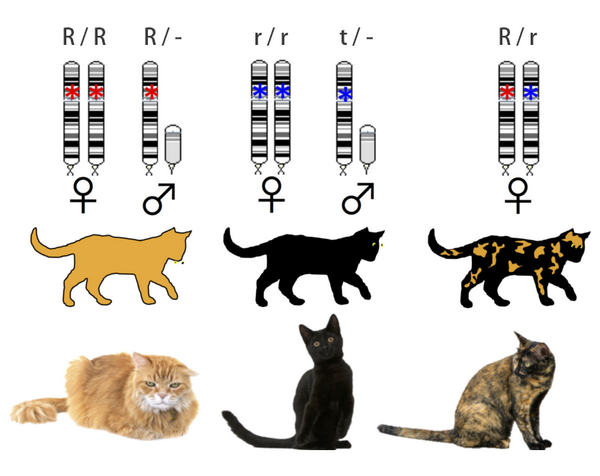 猫咪花色分类及遗传大全 知乎