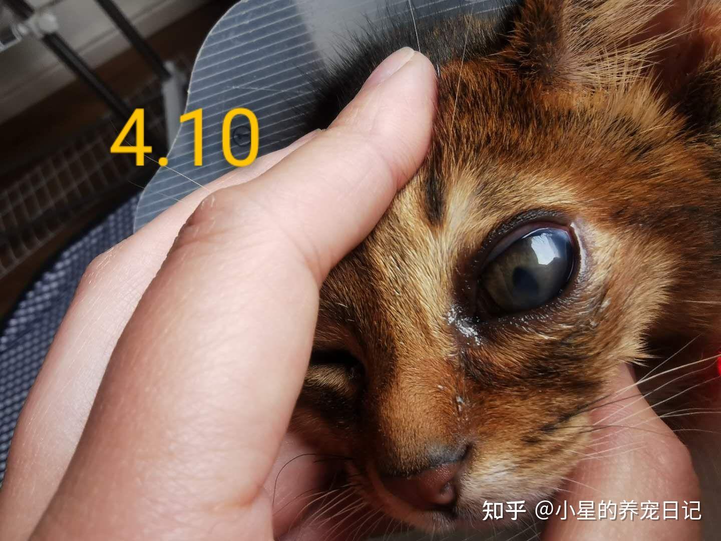 猫咪角膜穿孔的治疗心路