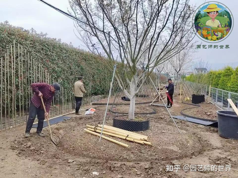 食用景观花园造园记系列(6)——食用景观植物栽植 - 知乎