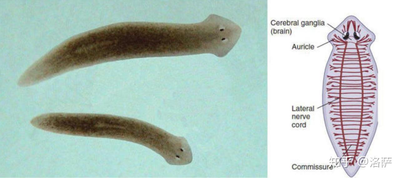 各有不同，所以你是否已经了解了你家草缸中爆发的是哪种生物呢？1，涡虫属性简述：扁形动物，两侧对称，体