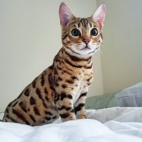 吸猫大会:孟加拉豹猫Mishu - 知乎