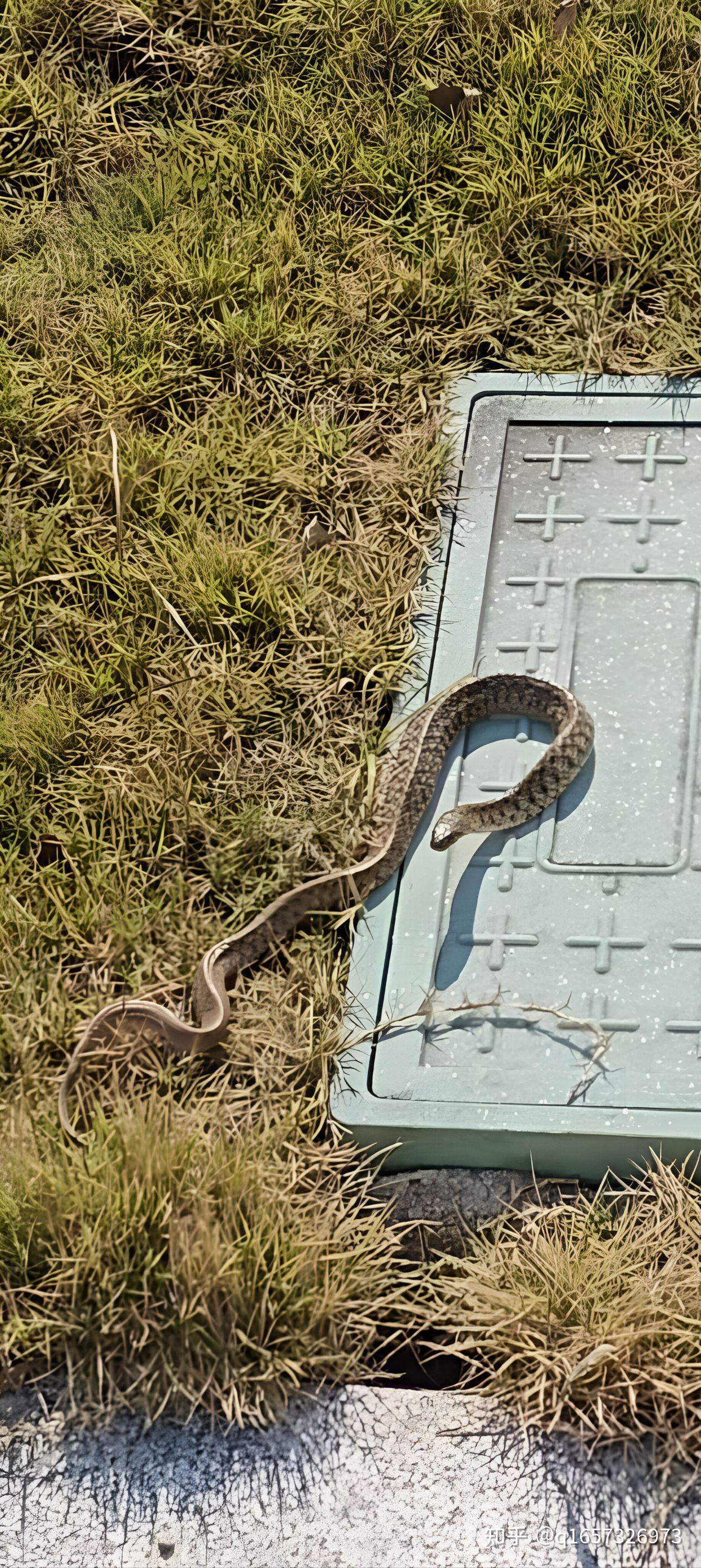 在学校遇到蛇了求助一下大佬想知道这是什么蛇
