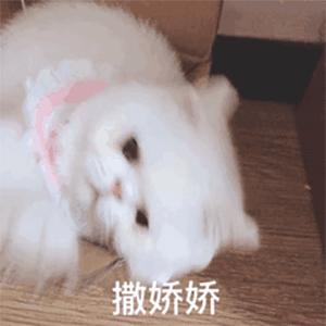 卖萌表情包|卖萌表情|萌萌哒表情包 - 知乎