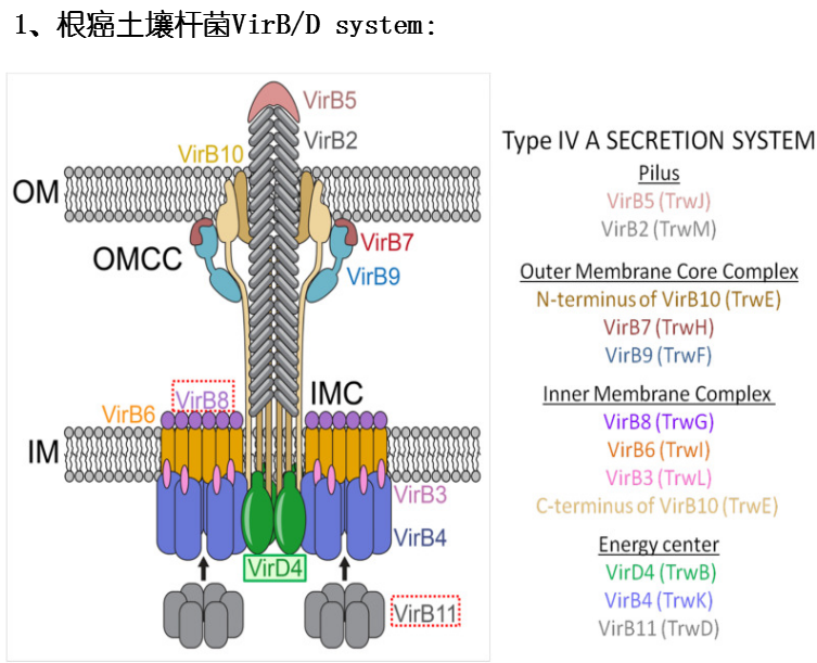 Type IV Secretion System T4SS 1 