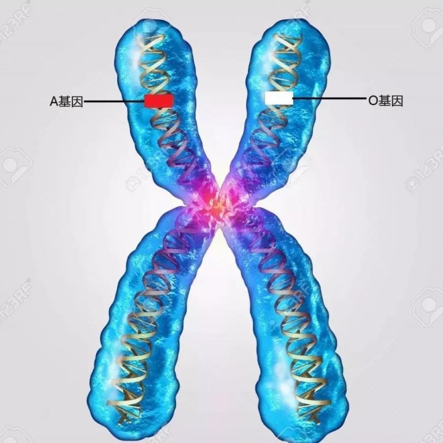 基因调控的,对于abo血型,是由一对染色体上的a,b,o三个等位基因决定的