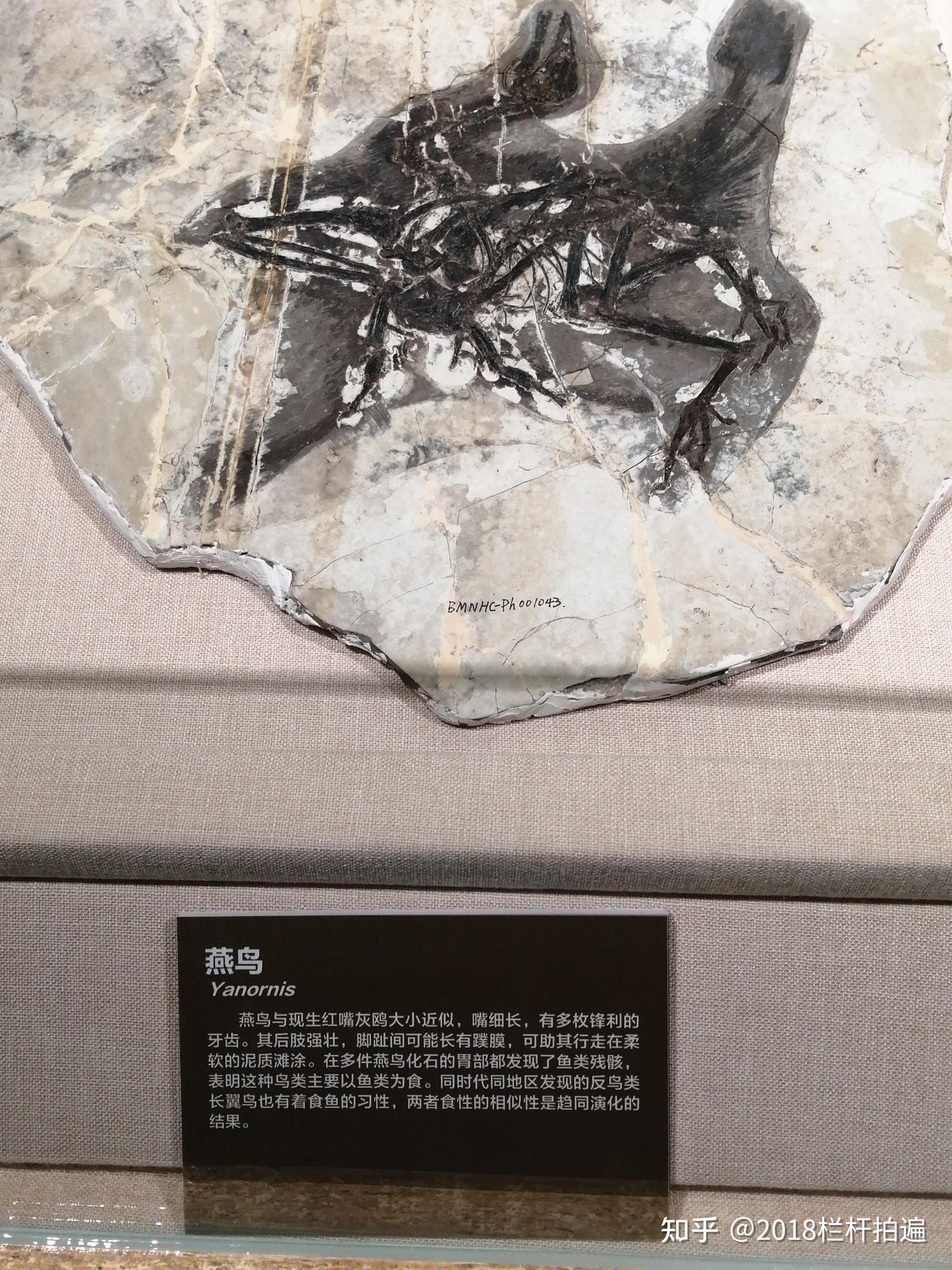 北京:"地博"-【恐龙与鸟】专题展(下)