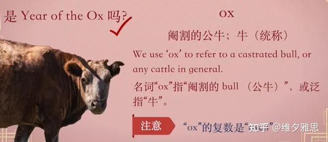 牛年的牛,英语到底是cow,bull还是ox,cattle ?