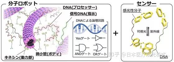 前沿播报 小小的 分子机器人竟有 无限大 的可能性 知乎