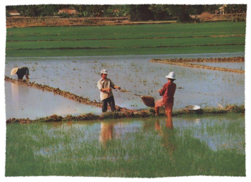江苏常熟大和镇上,七个农人顶着烈日,在田间用戽斗取水灌田