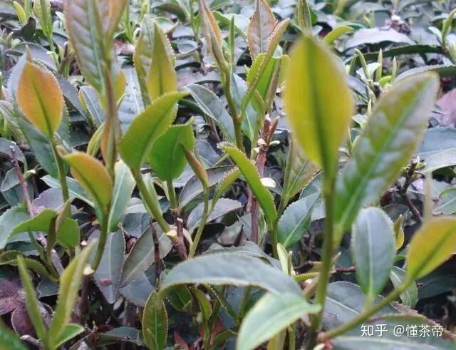 纯种大红袍到底是什么品种?奇丹还是北斗? - 知乎
