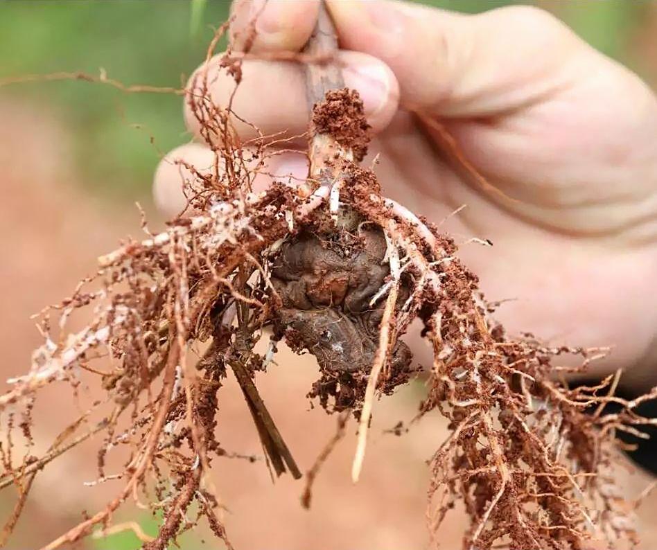 春播高山魔芋种植秘诀 - 知乎