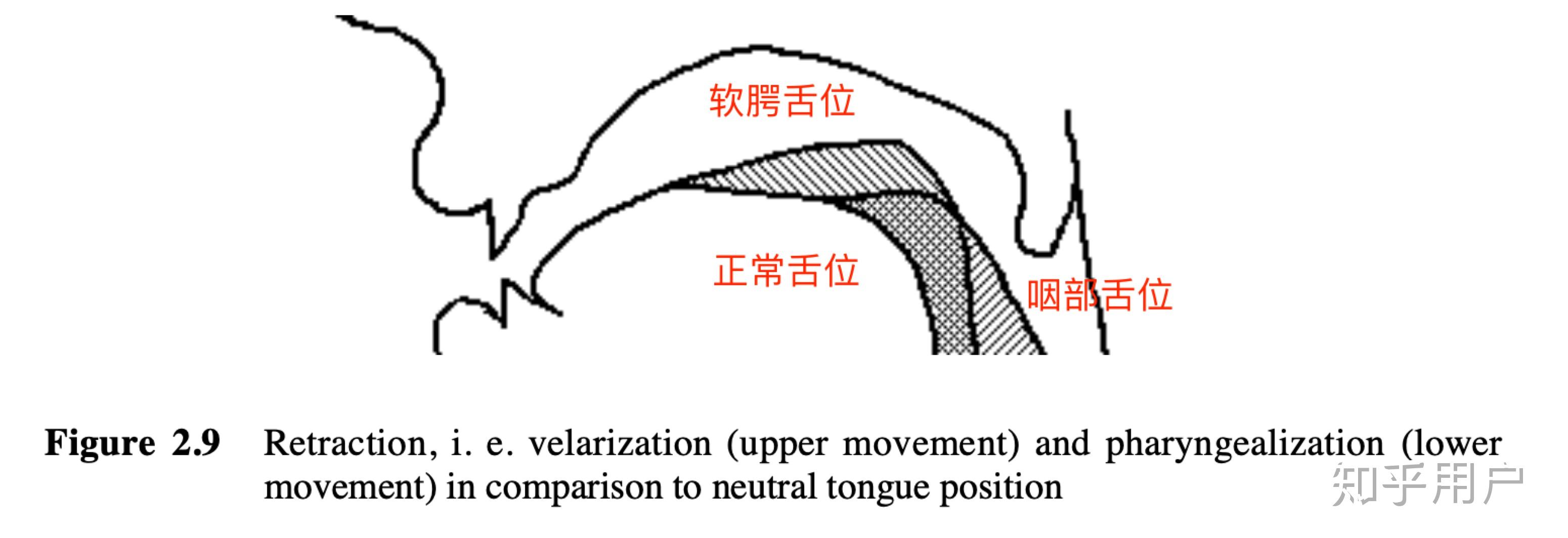 为什么我发翘舌音时会不自觉地嘟嘴? - 知乎