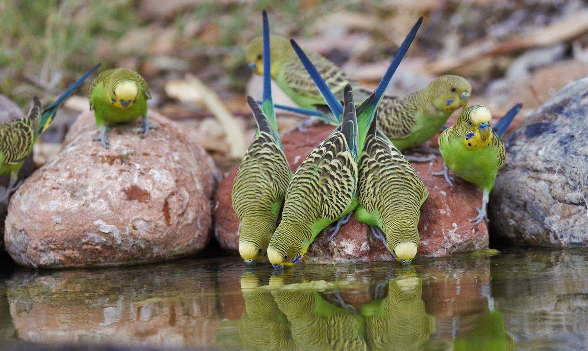 虎皮鹦鹉-家养鸟1 - 知乎