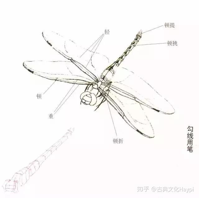 教程蜻蜓的工笔画法