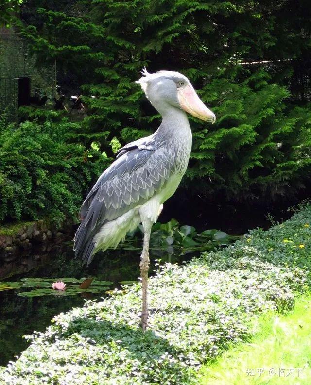 稀奇古怪的动物