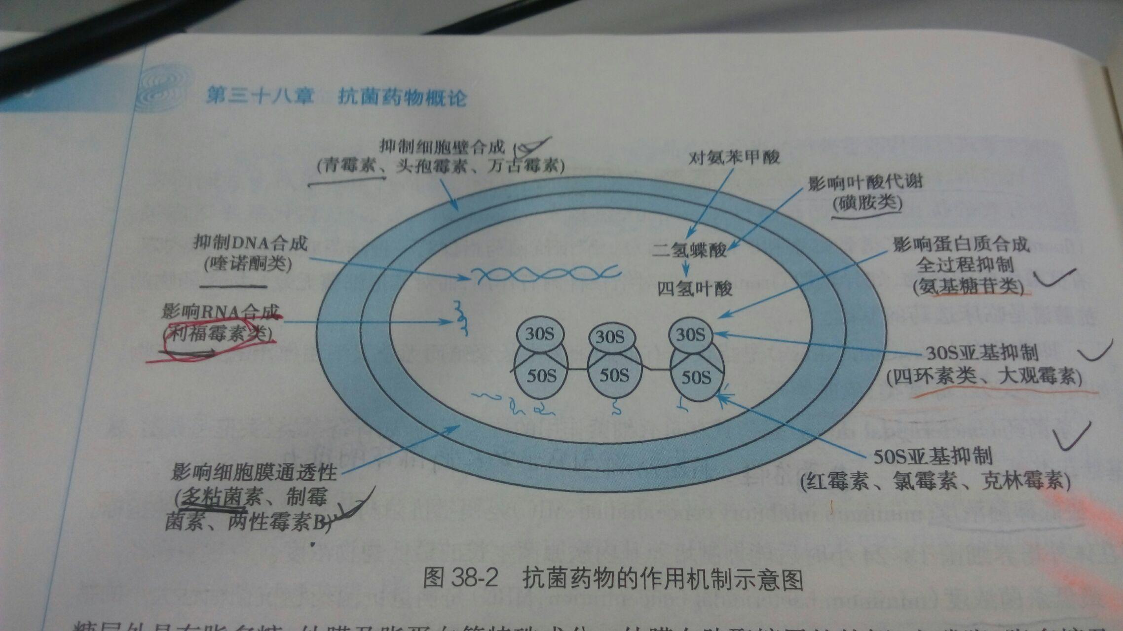 不知道怎么在图下写就把图放最下面了朗,可以看出抗菌药物的作用机制