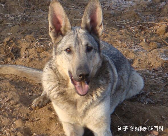 自从养了狼青犬,就不想养其它狗狗了! - 知乎