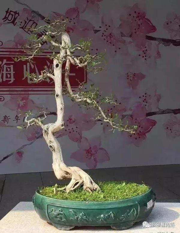 11大盆景树种 你最喜欢哪一种 知乎