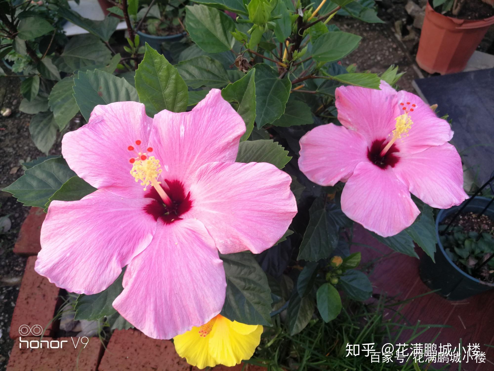 朱瑾花——花大艳丽又皮实耐晒 - 知乎