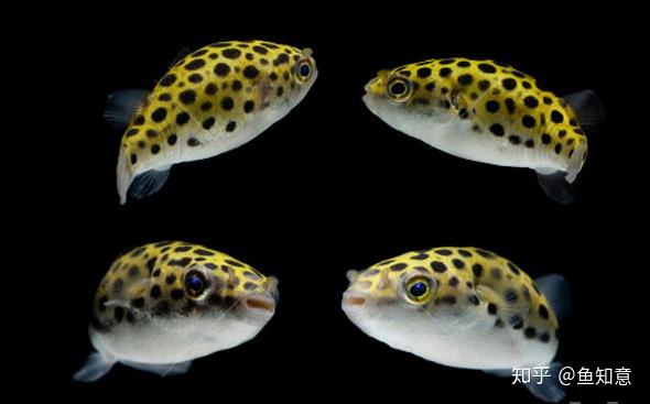 小型观赏鱼 绿河豚鱼 知乎