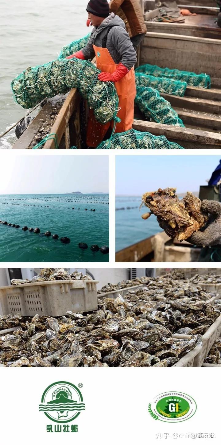 威海运都乳山牡蛎入选全球十大顶级生蚝