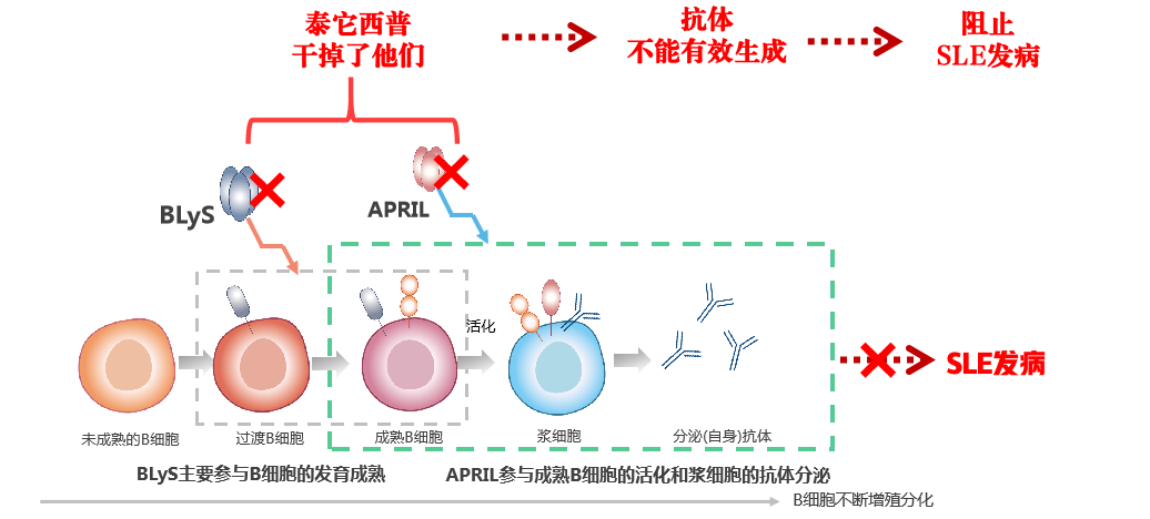 v2-0a3386a447febe02ee13e0cea05e08cd_r.jpg