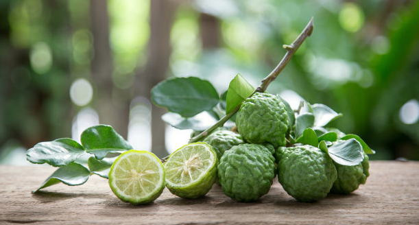 快乐男孩佛手柑精油