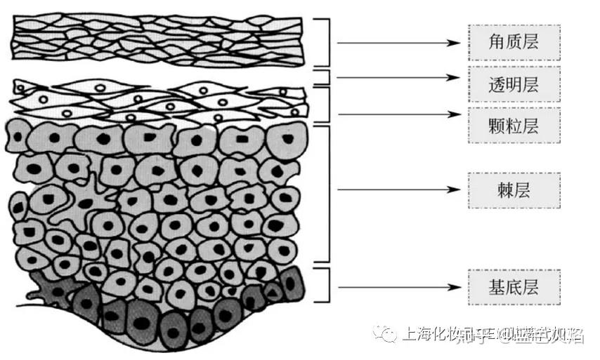 根据角朊细胞的形态,又可分为角质层,透明层,颗粒层,棘层和基底层五个