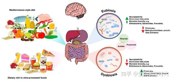 什么是短链脂肪酸为什么我们一定要了解
