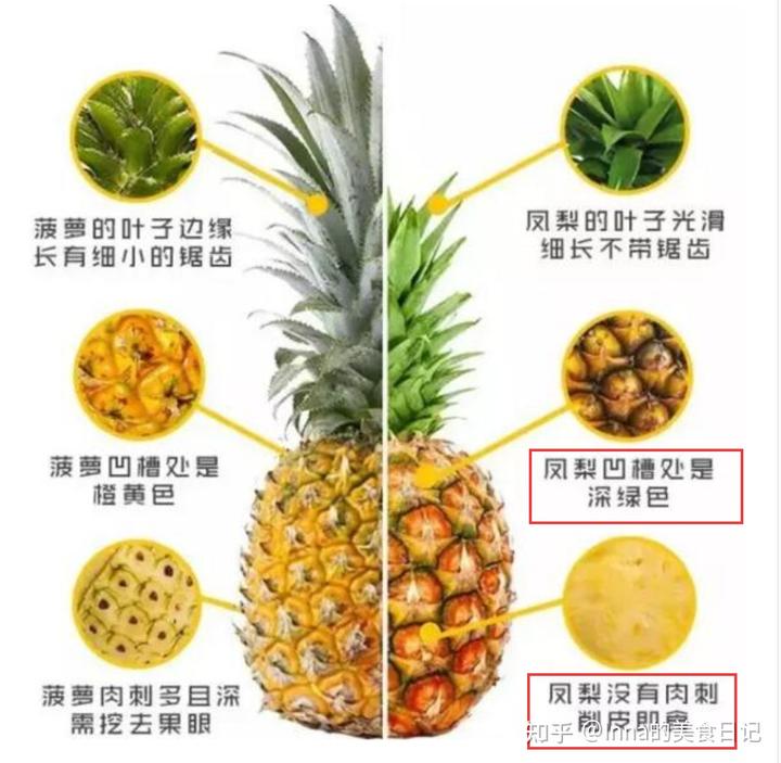 图片[2]-为什么很多人非说凤梨不是菠萝？-小余博客