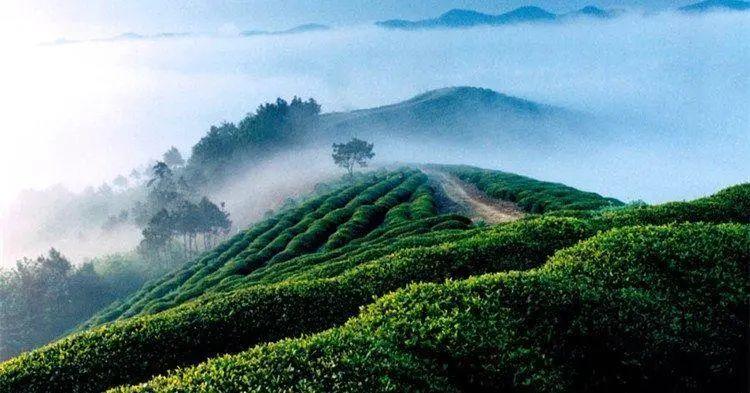 绿茶太湖洞庭山上所产的碧螺春有怎样的吓煞人香