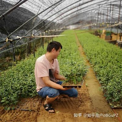 吉塞拉6号、12号、17号砧木苗特点有哪些，那一种比较好 - 知乎