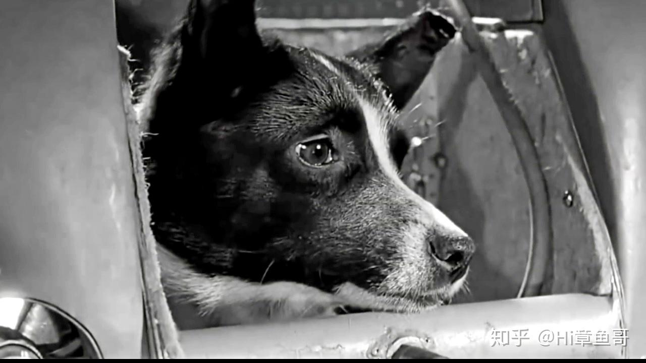 深度解析前苏联太空竞赛的牺牲品,人类第一只太空狗莱卡的悲惨命运