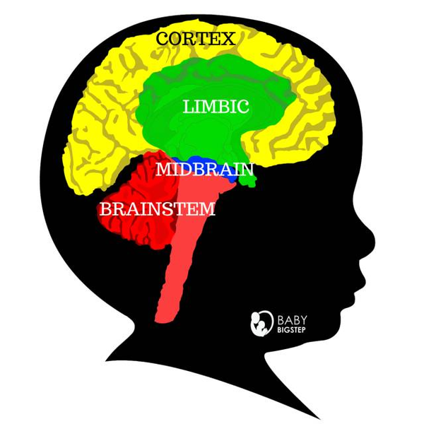 想知道宝宝的真正需求先从了解宝宝的大脑发育进程开始吧