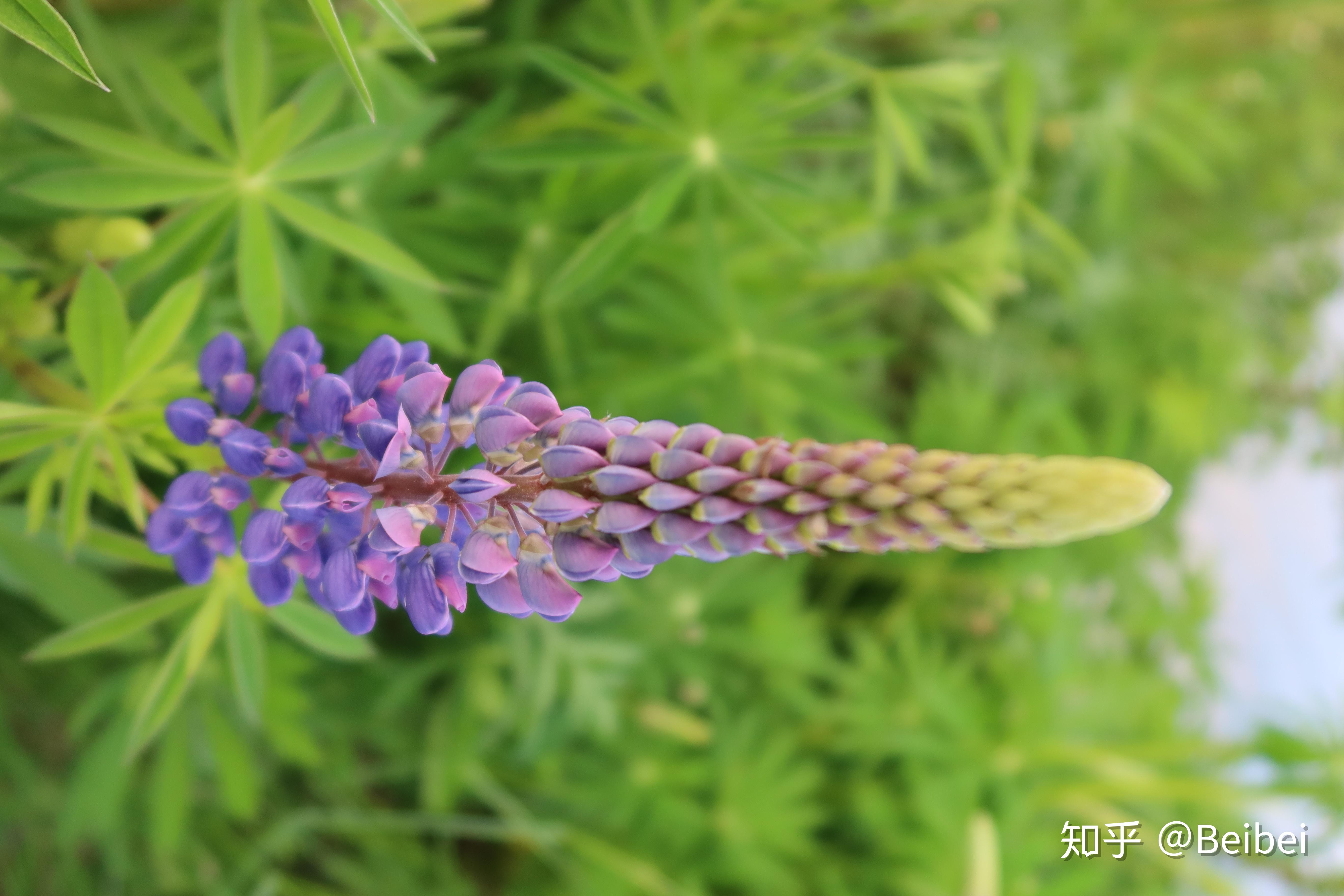 多叶羽扇豆 - 知乎