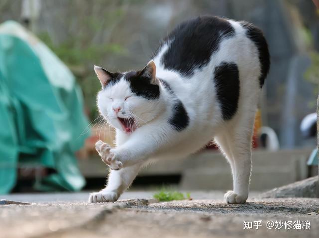 猫咪弓背是被吓到了吗其实还有这些含义