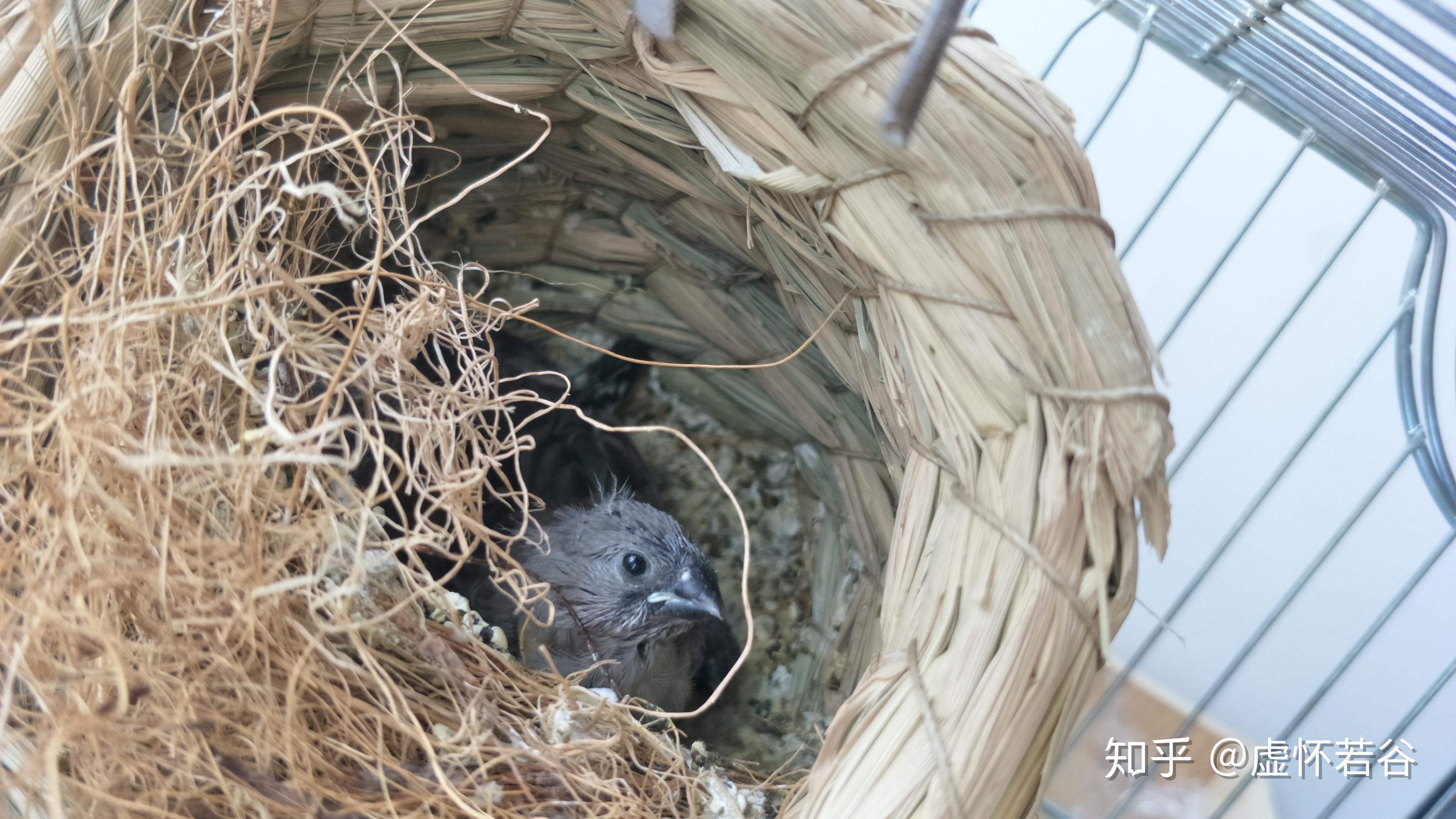 养珍珠鸟的体验