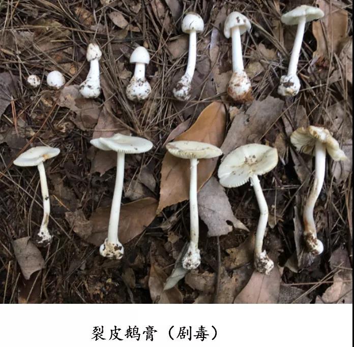 科普 丨 珍惜生命,远离毒蘑菇