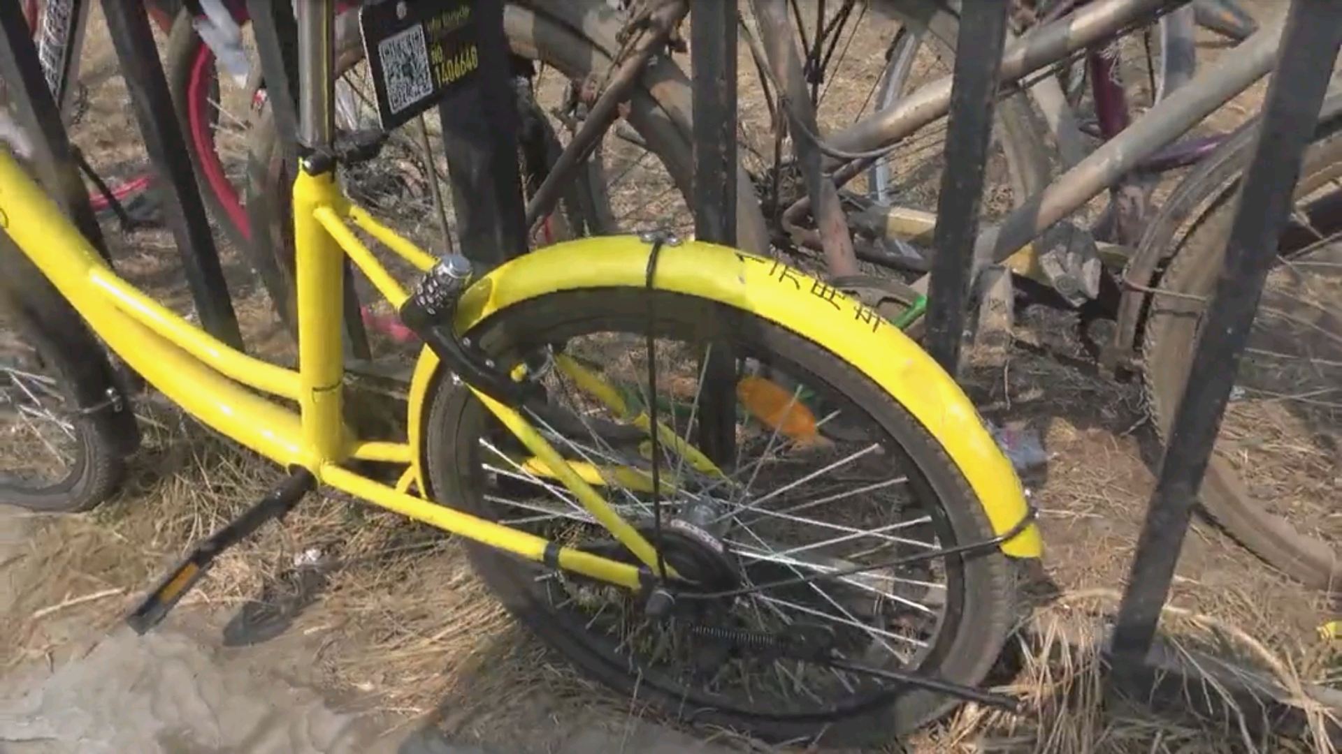 何看待 龙哥快跑 董新尧(主要是后期) 金大锤相