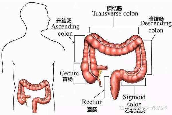 结肠和直肠解剖示意图