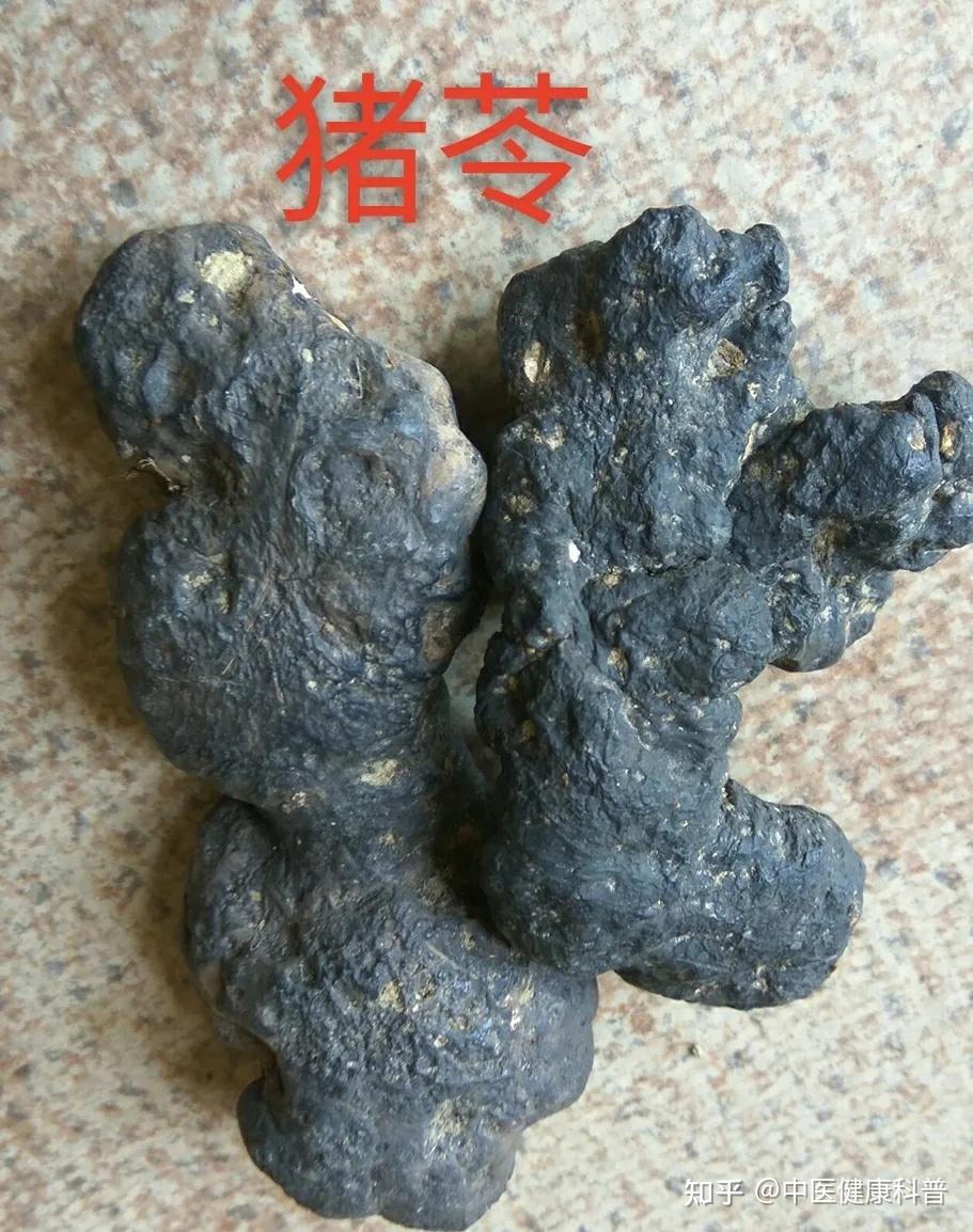利尿消肿药猪苓