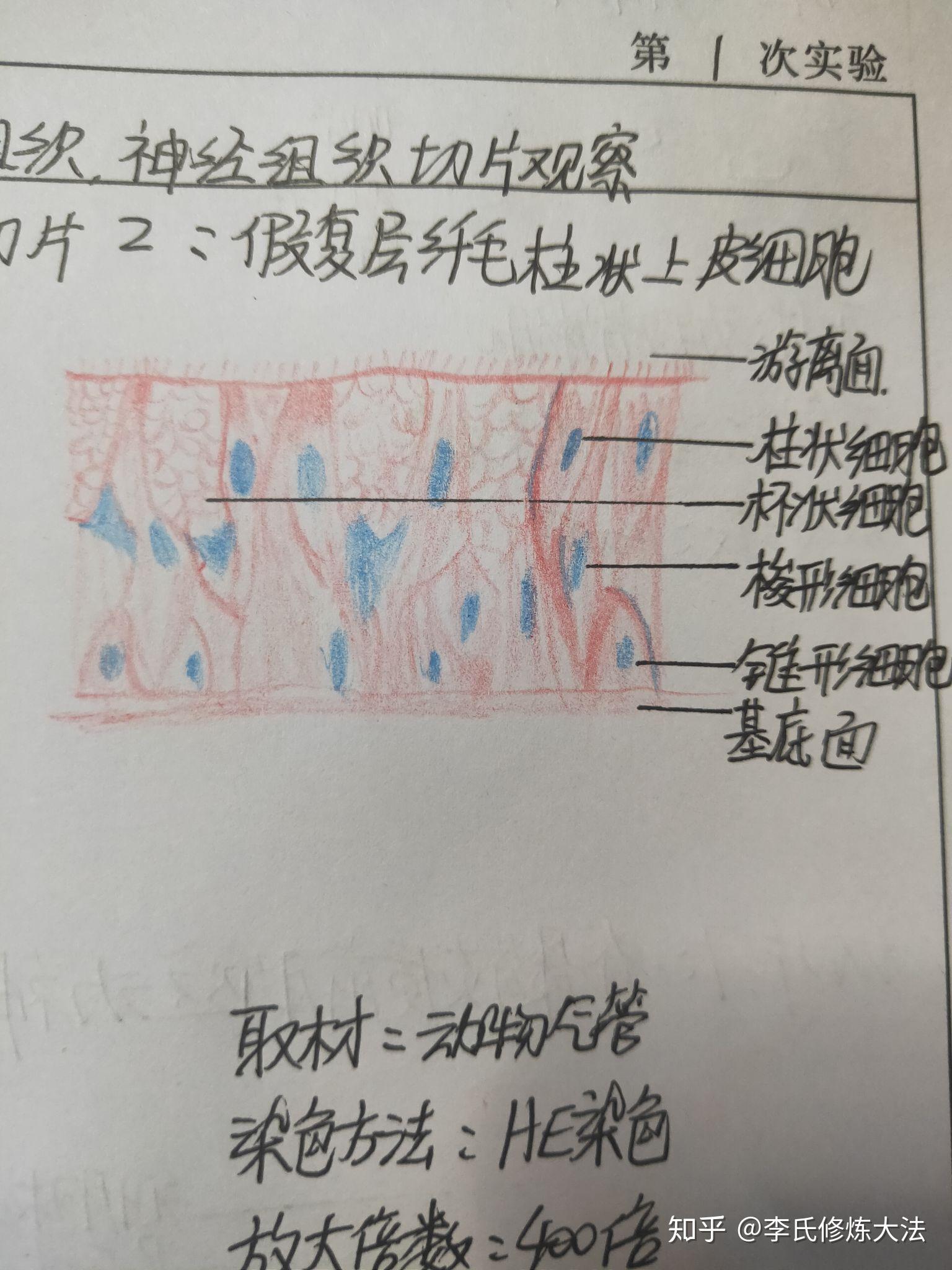 组胚中上皮组织结缔组织肌组织神经组织切片观察