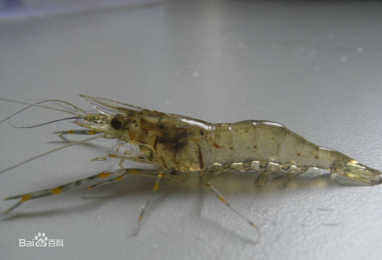 鱼沼虾成体能长到人的手指那么长,比中华小长臂虾和黑壳虾要大得多,体
