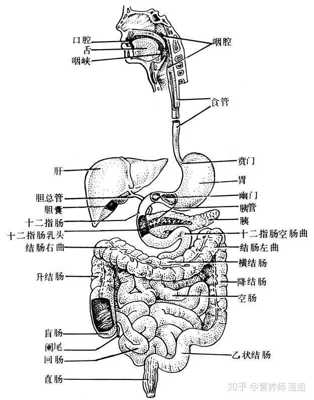 肠道的走向顺序图片