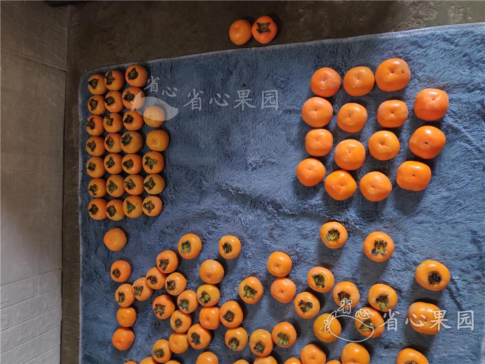 苹果能和柿子混在一起吃吗 v2-0a9c7b406057a2ba6cbbc8605f9c4e9d_r.jpg