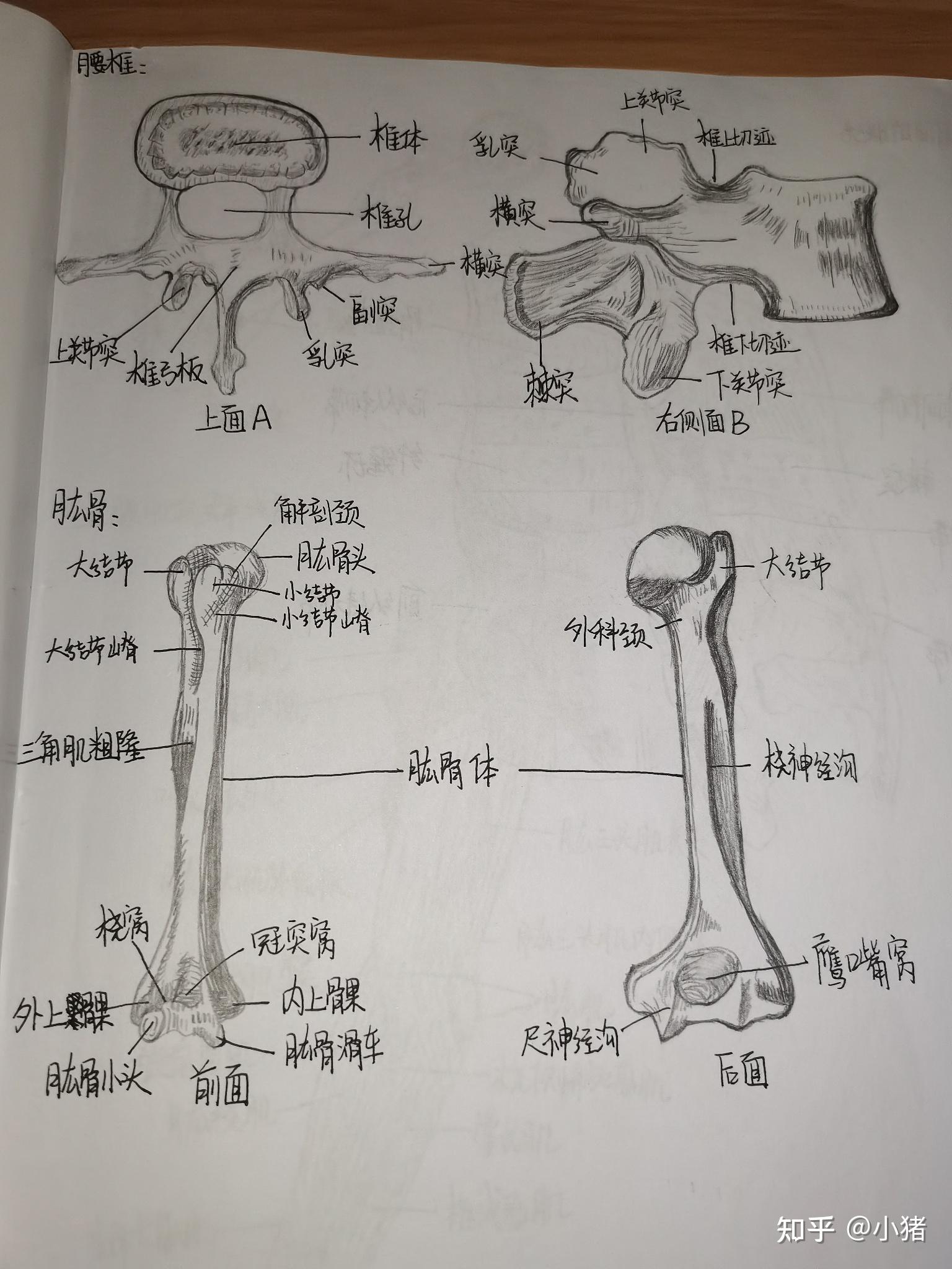 医学生做笔记一定要画图吗?