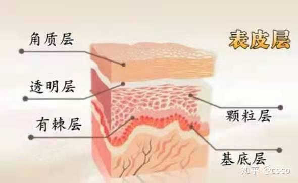 皮肤管理培训--皮肤构造理论知识 - 知乎