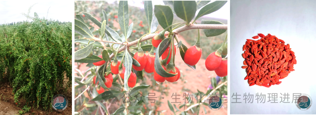 枸杞子“长寿果”之称的科学内涵 - 知乎