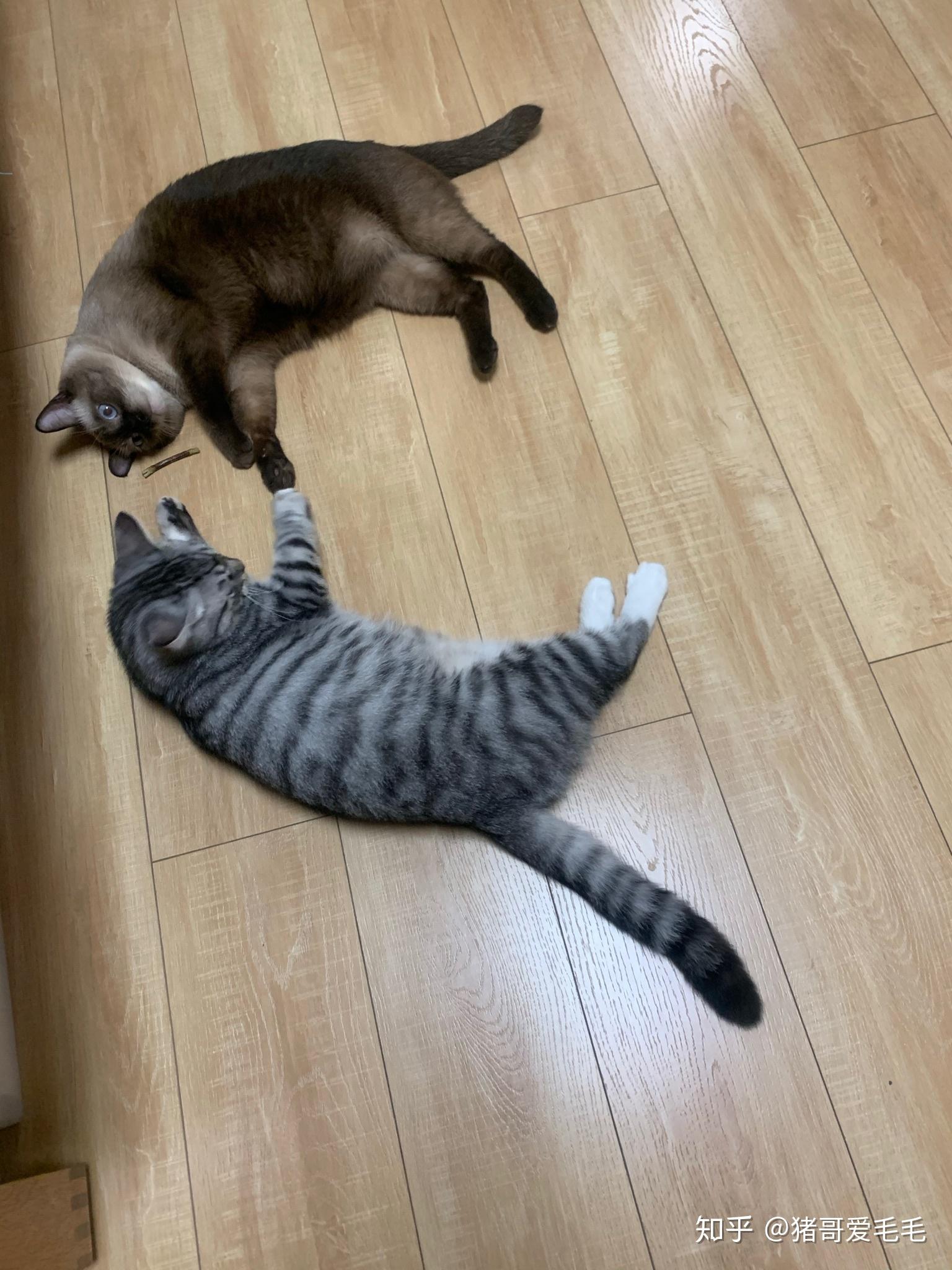 你觉得平时养猫有什么心酸事要吐槽吗