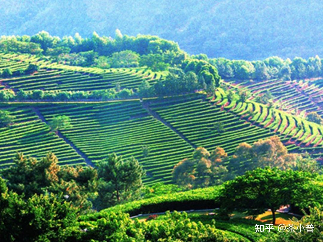 华南茶区:即广东,广西,海南,台湾等地.我国最南的茶区.